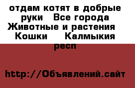 отдам котят в добрые руки - Все города Животные и растения » Кошки   . Калмыкия респ.